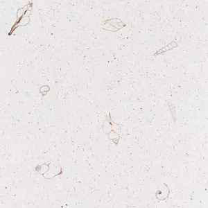 Terrazzo PEARL, mother-of-pearl and remnants of sea shells